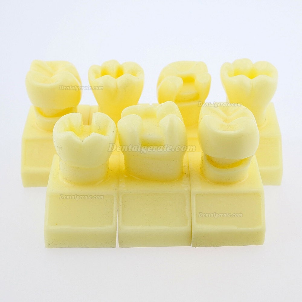 Dental 4-fach Kavit&auml;tenpr&auml;parationsstudie Modell # 7009 01